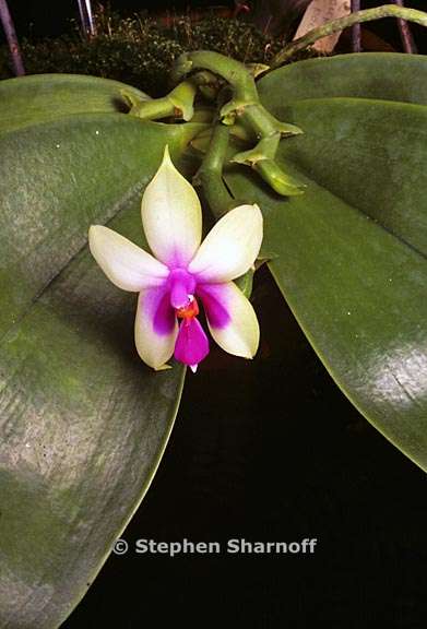 phalaenopsis violacea 1 graphic